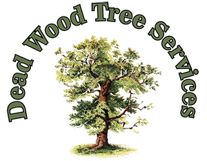 Deadwood Tree Removal