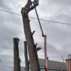Tree removal