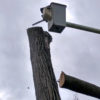Tree service falling a large tree