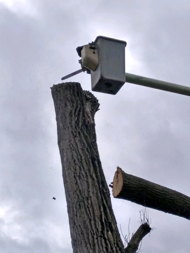 Tree service falling a large tree